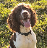dog training sprocker.jpg
