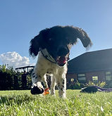 Lucas the Springer Spaniel