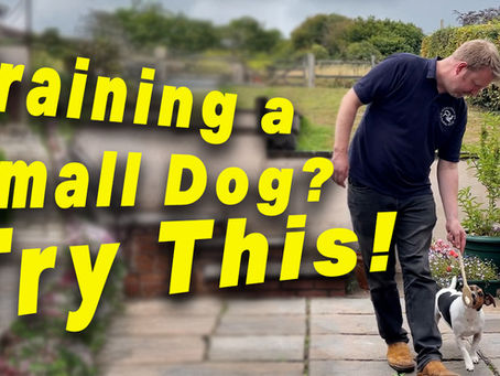 🦴 How You Deliver Treats Can Make or Break Your Dog Training