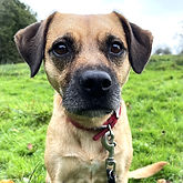 Nala the Border
terrier cross