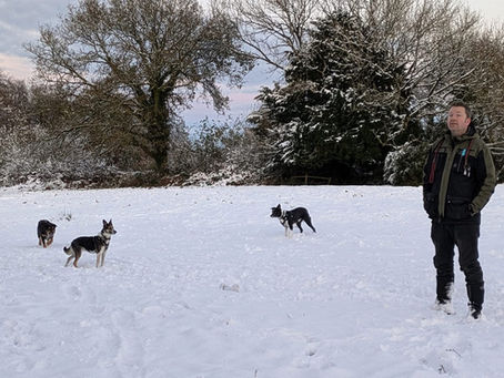 Welcome to the RL Dog Training Blog!