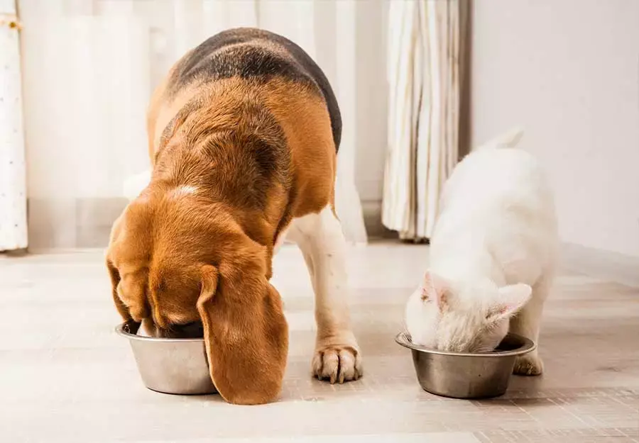 揀乾定揀濕？睇吓自己同寵物嘅需要再揀啦