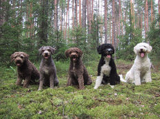 西班牙水犬 (Spanish Water Dog)
