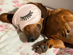 話你知 狗仔睡姿咩意思