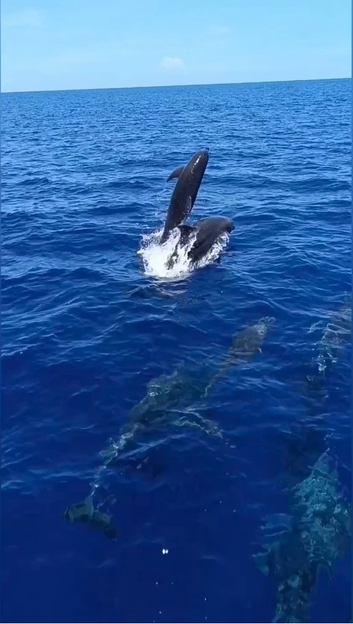 catamaran dolphin jumping catamaran