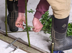 Chip Budding Workshop