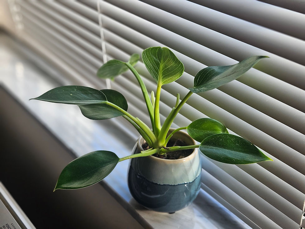 Thumbnail: 6" Birkin Philodendron