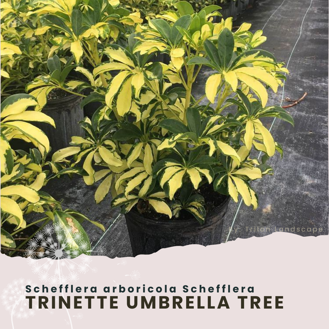 3-Gallon TRINETTE 'Umbrella Tree