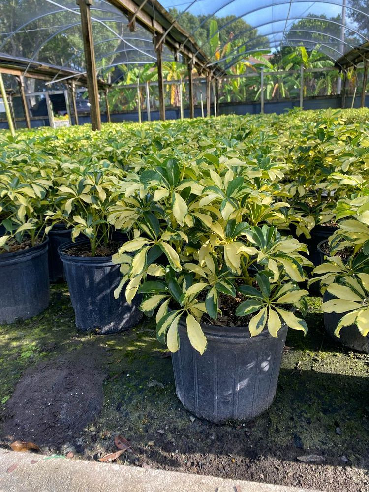 Thumbnail: 3-Gallon TRINETTE 'Umbrella Tree