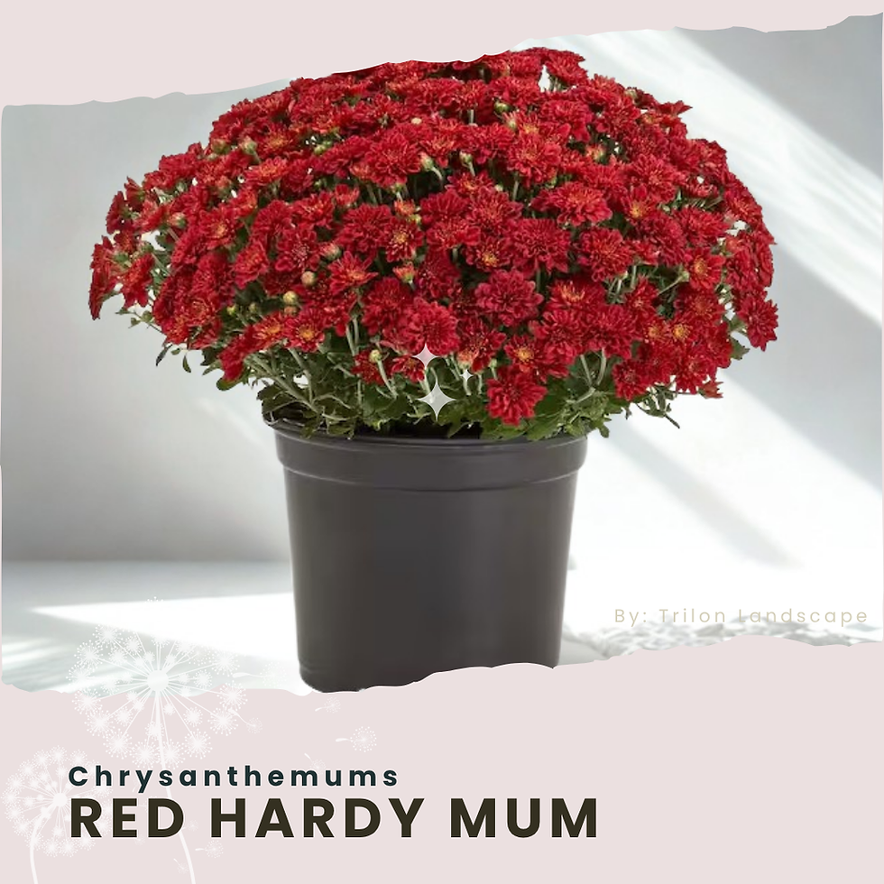 Thumbnail: 8" Red Hardy Mum (Stage 1 Buds Not Flower)