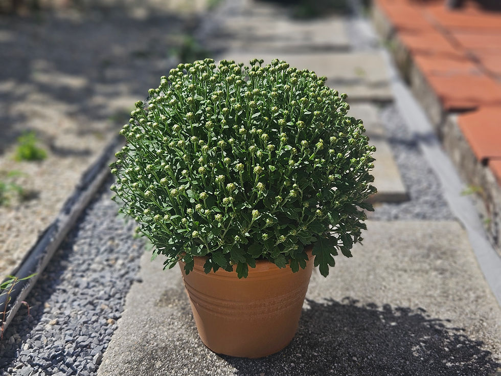 Thumbnail: 8" Orange Hardy Mum (Stage 1 Buds Not Flower)