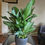 Thumbnail: 6" Silver Bay Aglaonema