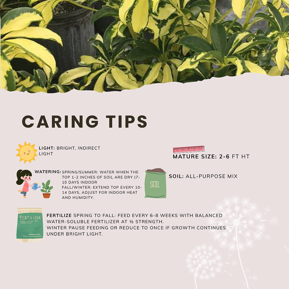 Thumbnail: 3-Gallon TRINETTE 'Umbrella Tree