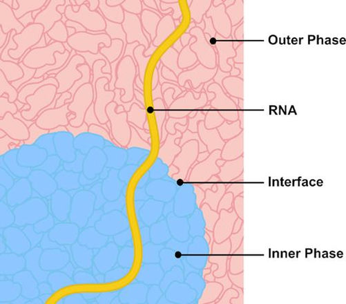 Regev Laboratory Interfacial RNA Processing