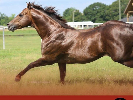 Sockit Tooya qualifies to the Wild West Futurity at Los Alamitos