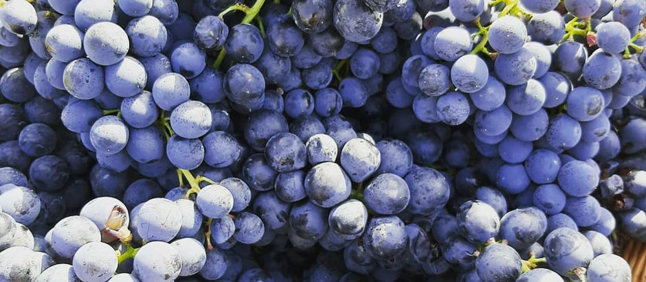 Tijd van oogsten in de New Mediterranean