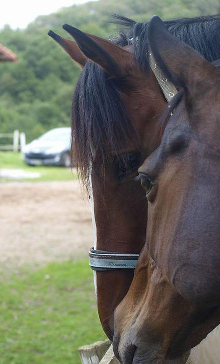 Caballos