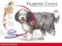 Enfermedad del gusano del corazón