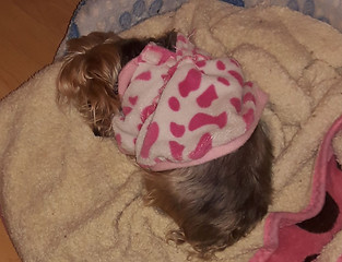 IMG-20181114-WA0001.jpeg