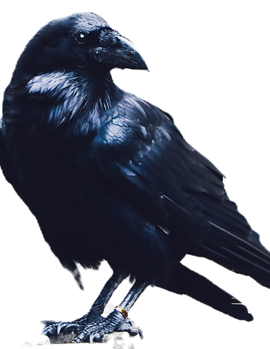 Domestic and yet, wild_edited_edited.png