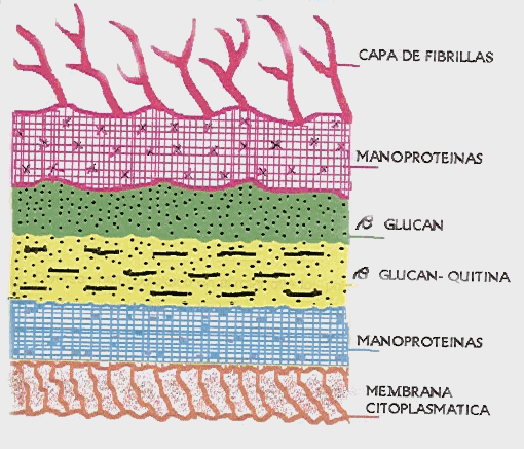 manoproteinas.gif