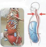 Muscle Activation Arlington Heights, Low Back Pain Arlington Heights, Arlington Heights Chiropractor, Palatine Chiropractor, Arlington Heights Active Release Technique