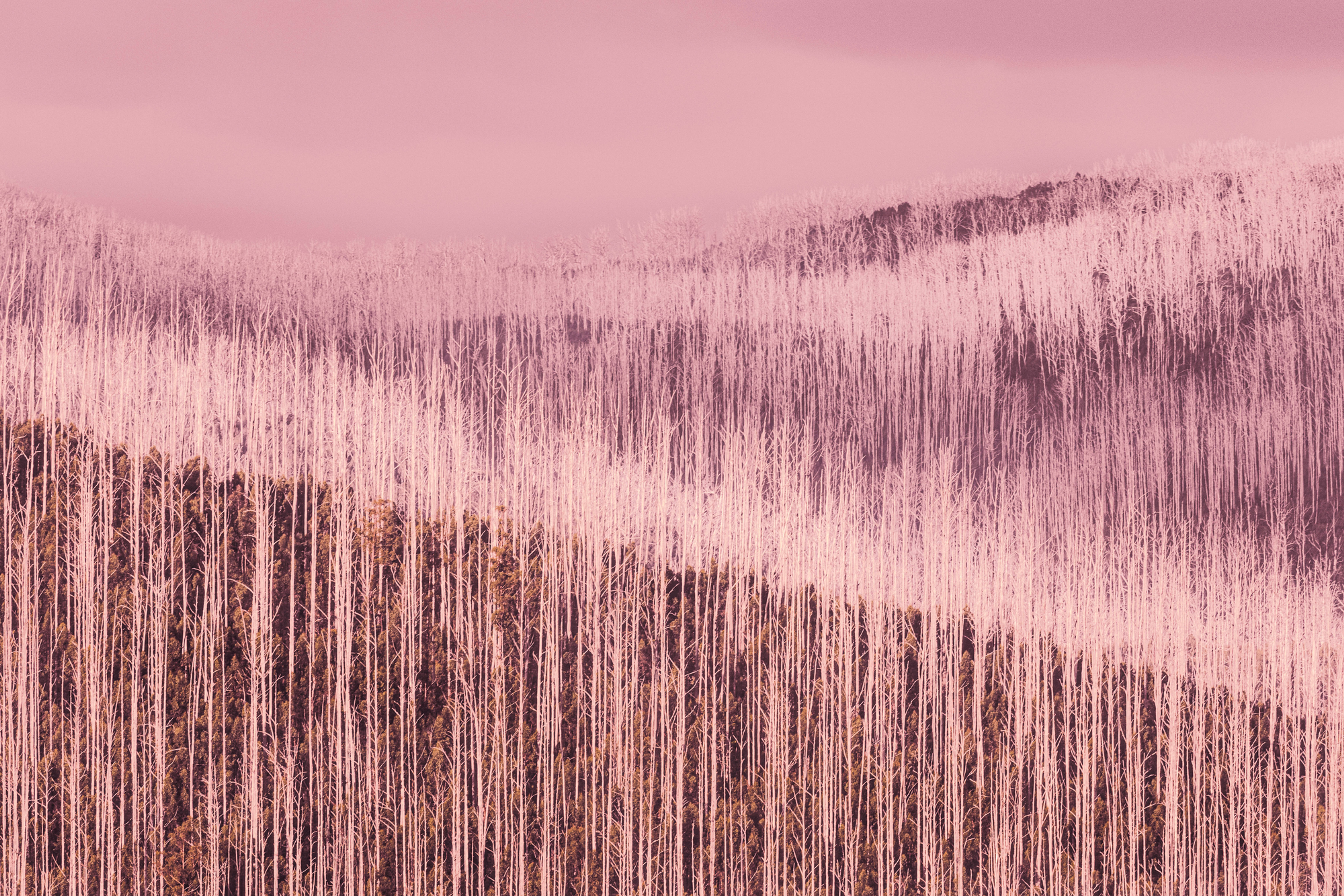 Pink Art Abstract Trees Landscape