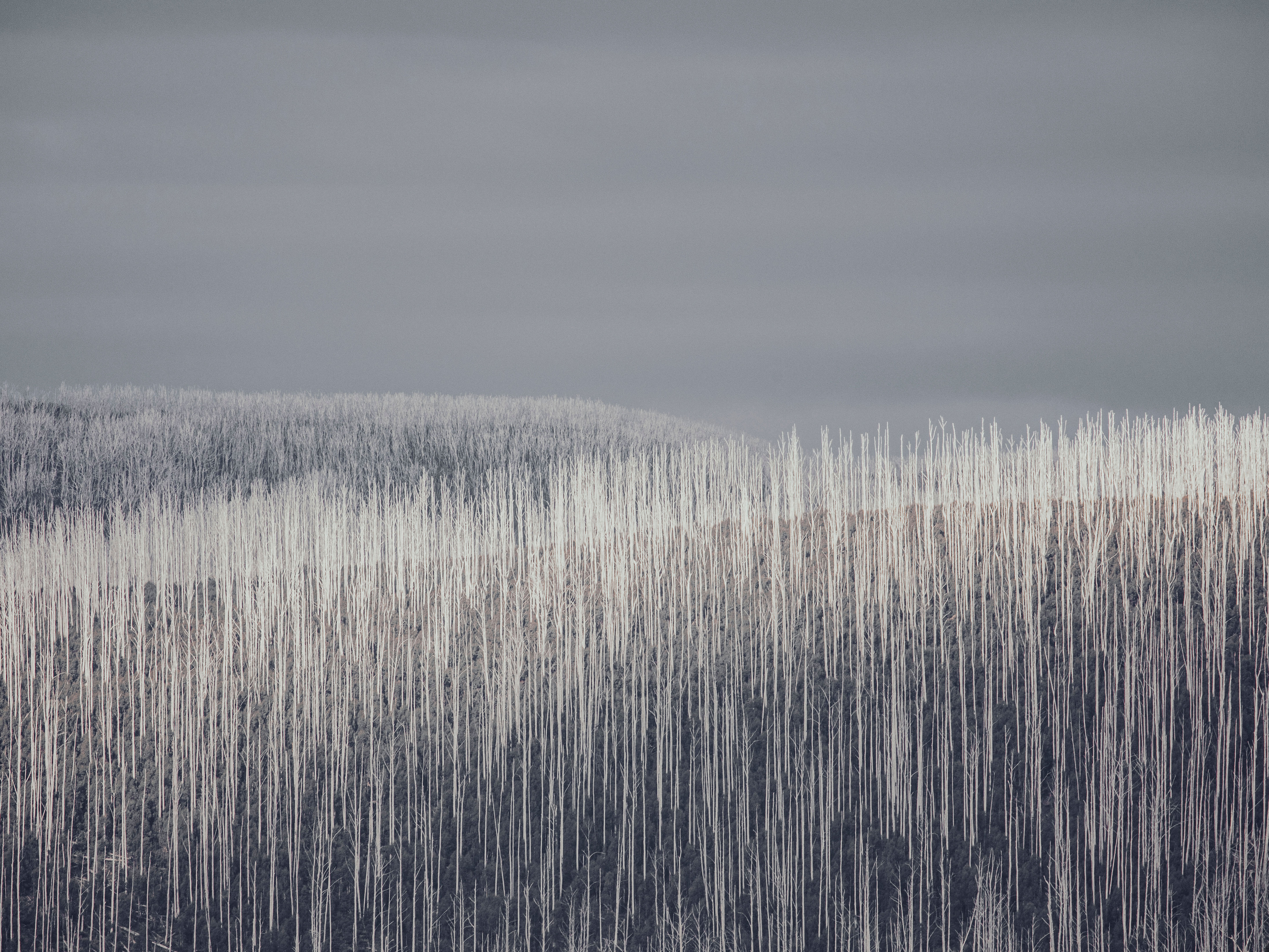 Grey White Art Abstract Trees Landscape