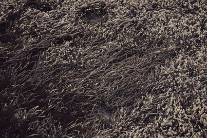 Artwork of sea flora in a rockpool at the seashore in warm colours from Christine Goerner's Rockpools series