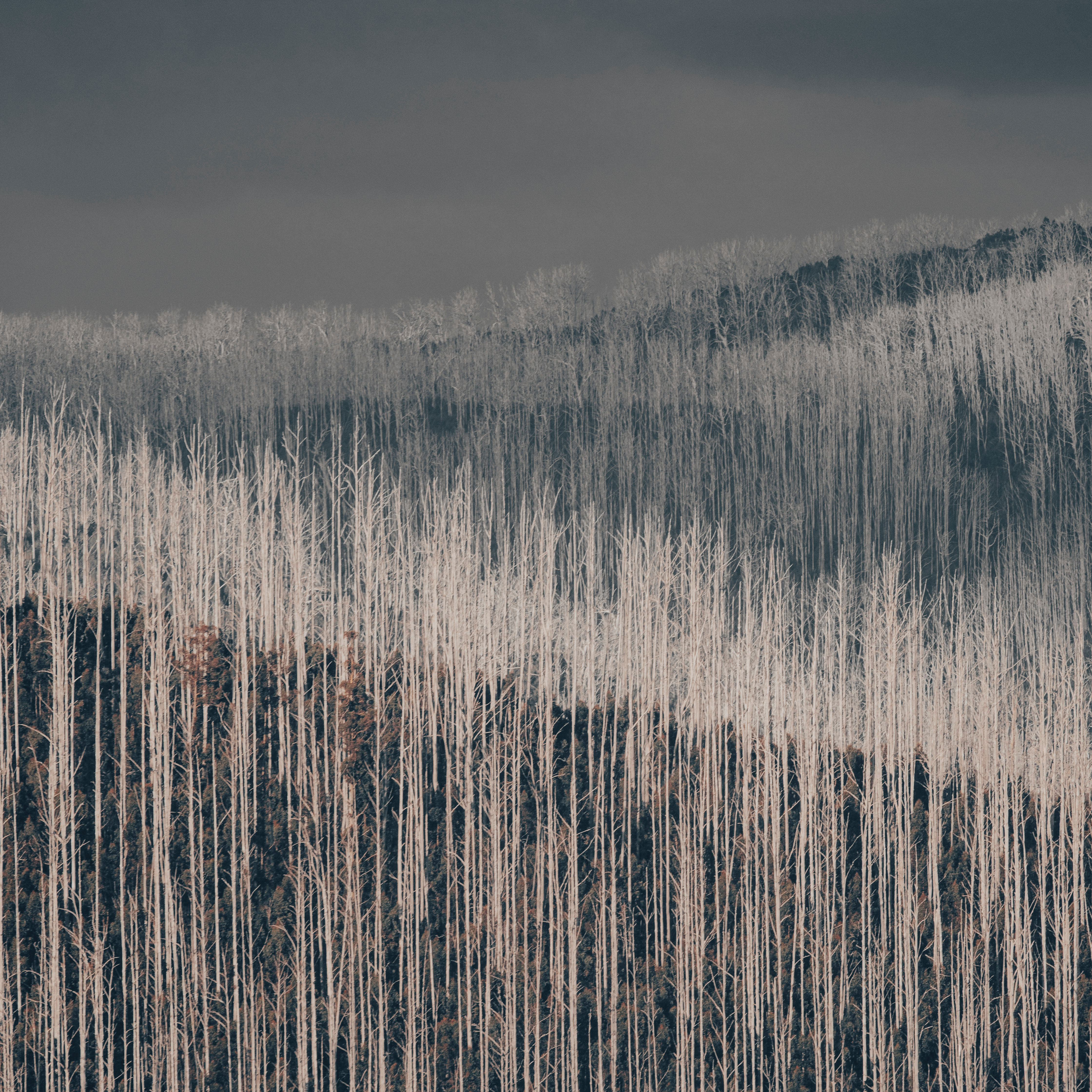 Blue Grey Art Abstract Trees Landscape