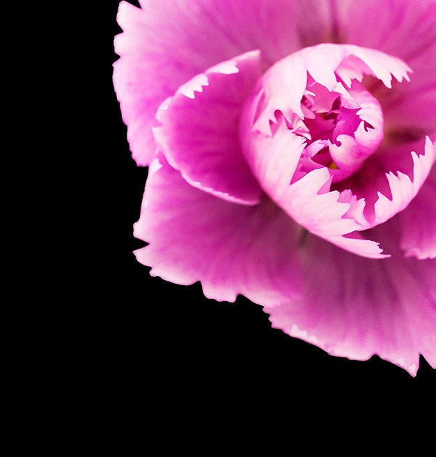 Thumbnail: pink large flower macrophotography black