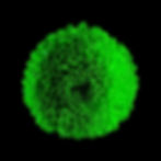 Large Green Flower Macrophotography Black