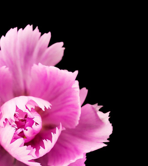 Thumbnail: pink large flower macrophotography black