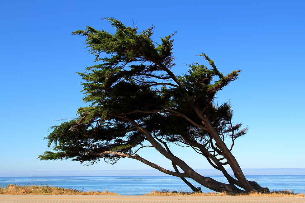 The FleXibility Factor