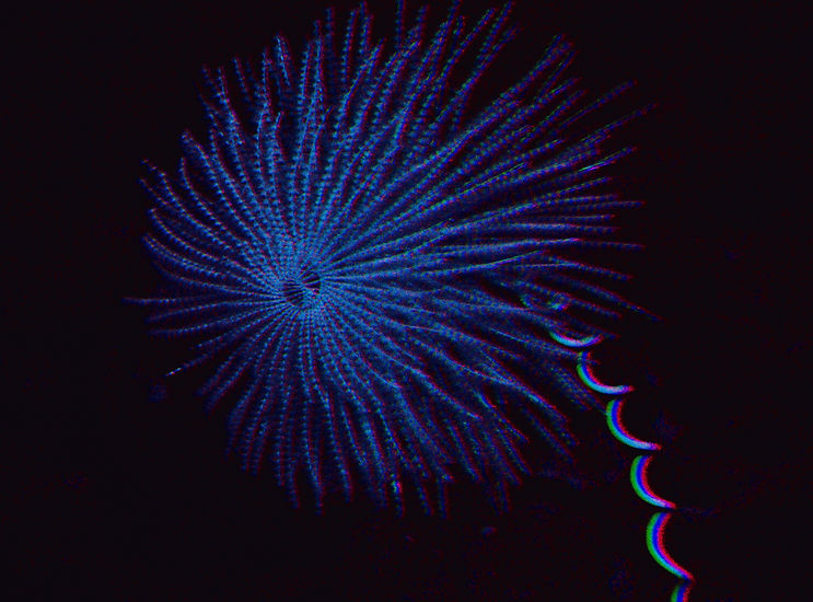 P5-688-018_edit.jpg