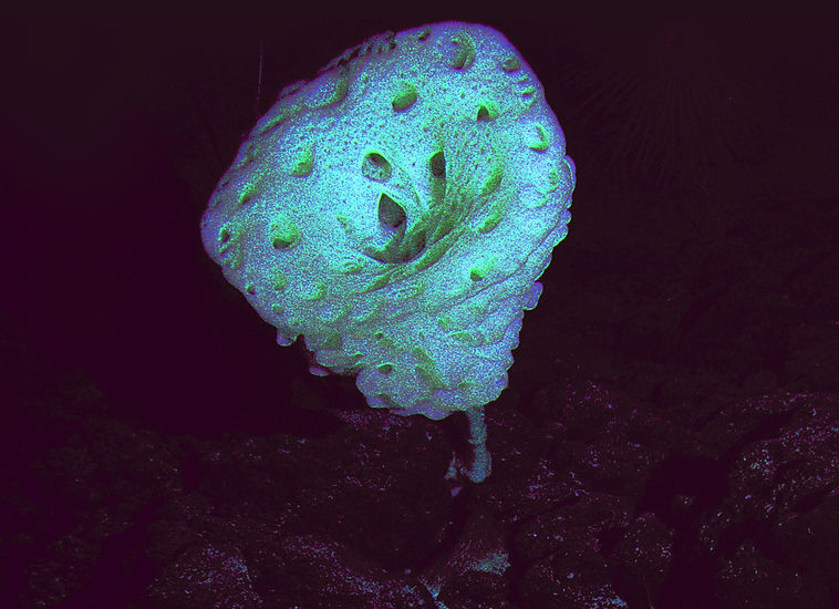 P5-690-044_edit.jpg