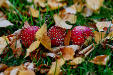 Toadstool Hat-Trick - Spence Rd Cemetery 