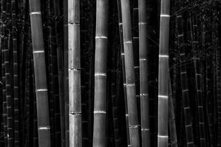 Arashiyama Bamboo Forest - Kyoto