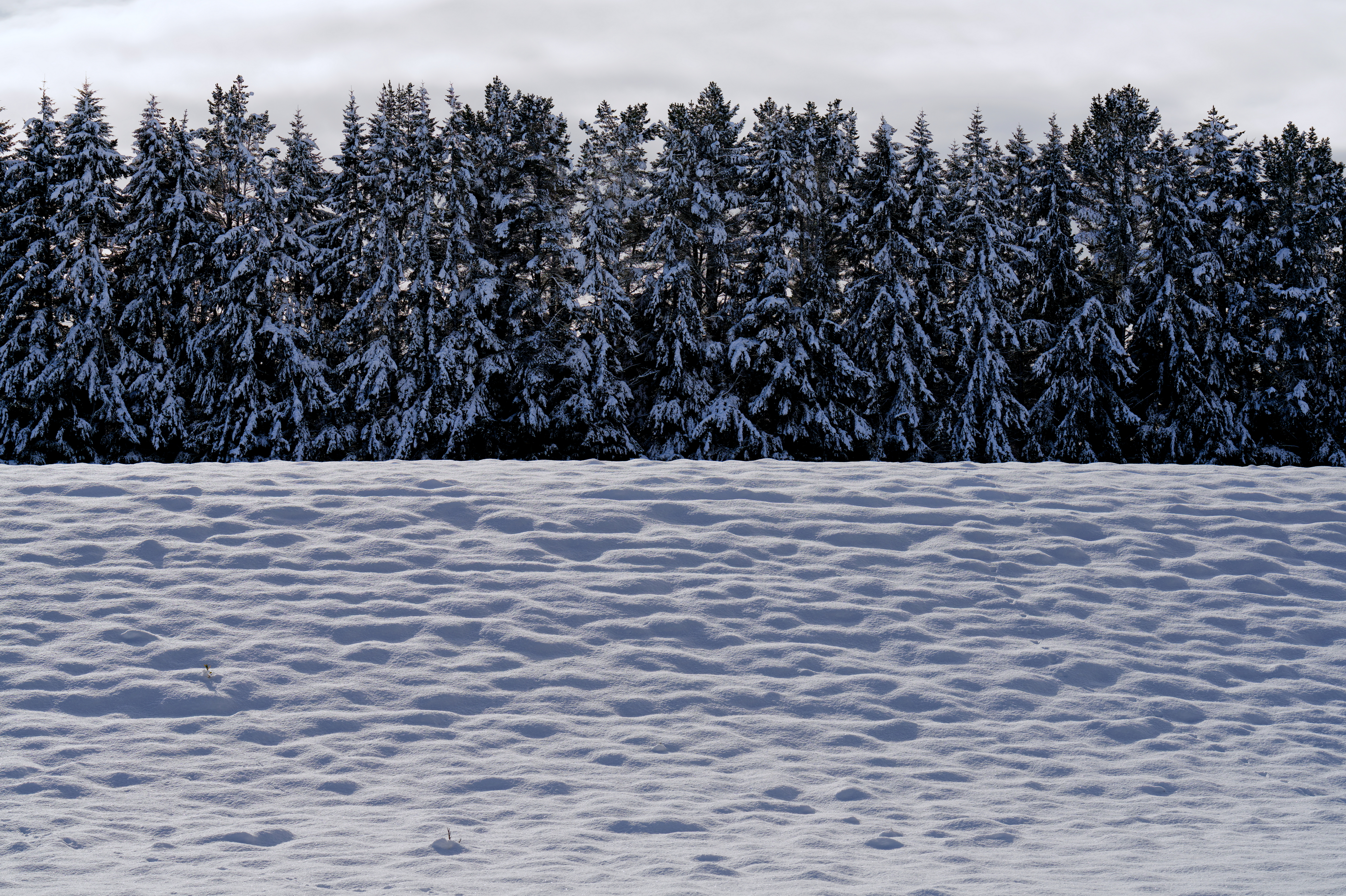 Snow Bank - Near Lake Clearwater