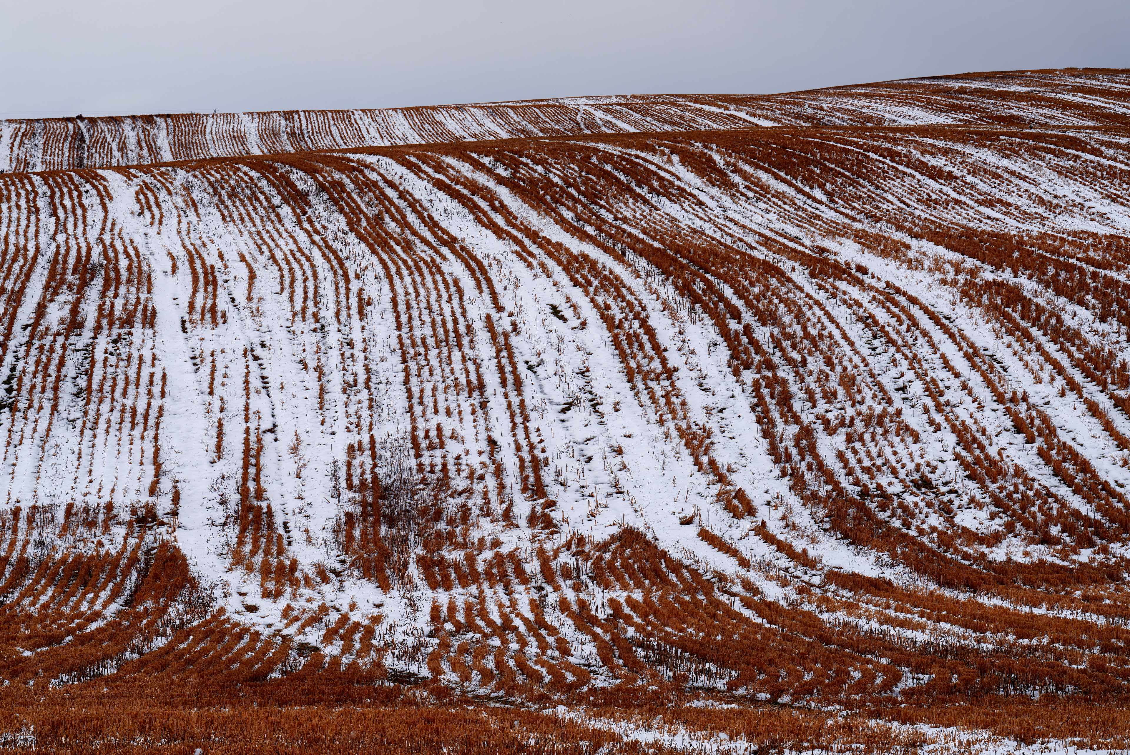 Winter Lines - Near Fairlie