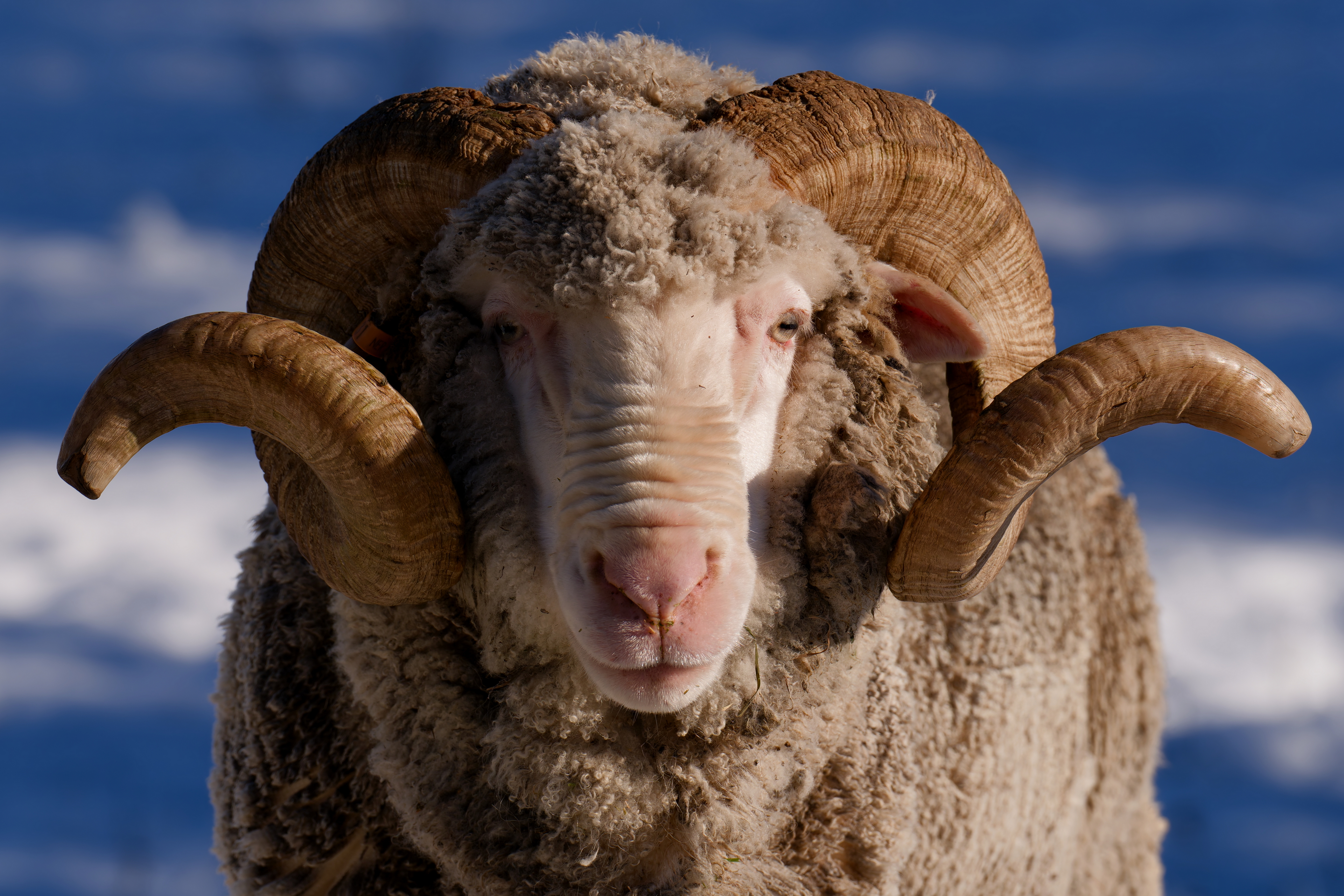 Rodney the Ram - Mt Potts 