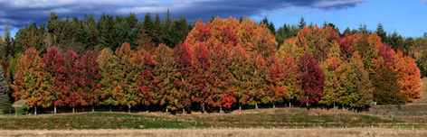 Early Hunter Road Blaze
