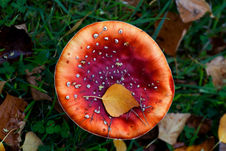 A Leaf and a Toadstool...