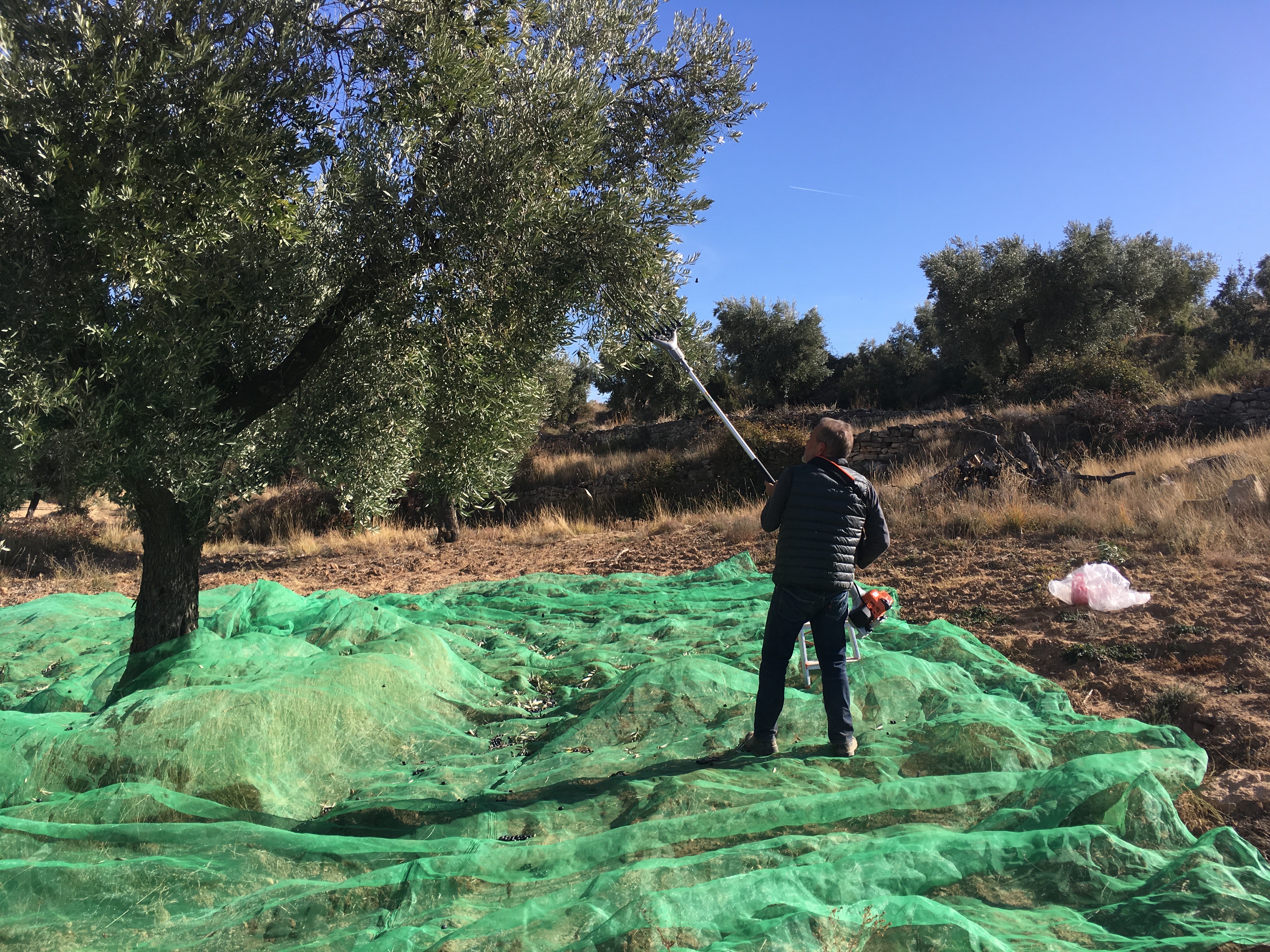 Olive harvesting
