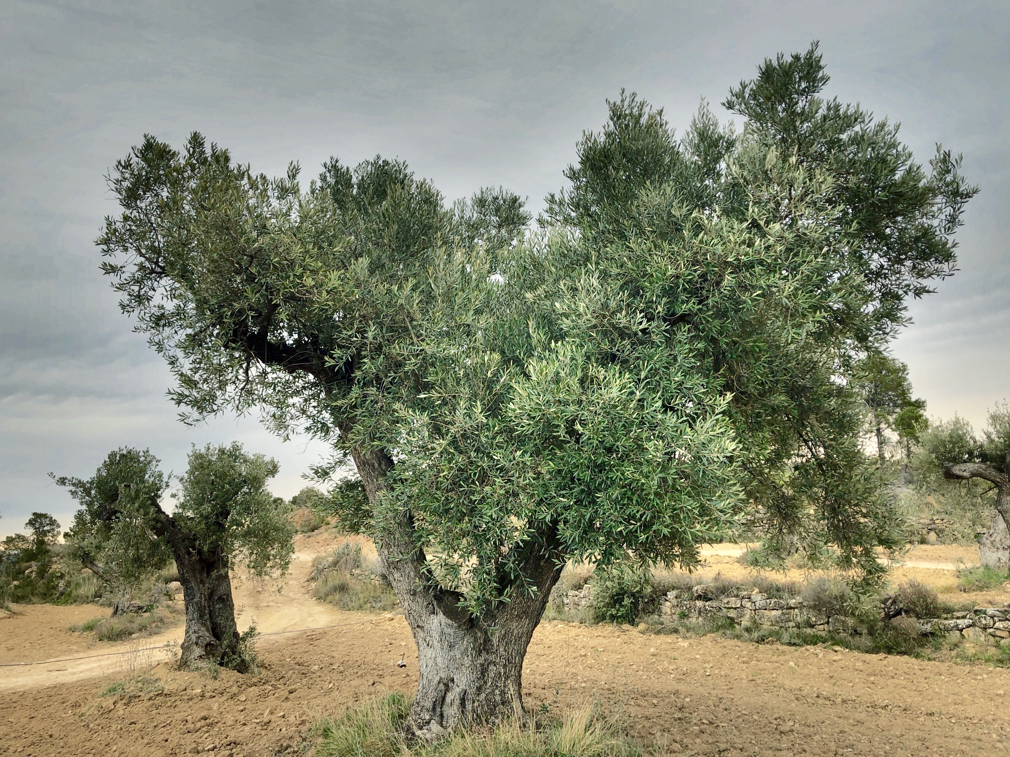 The olive tree