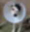 a dog with a bandaged eye and a cone over his head