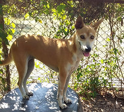 Sponsor a dog