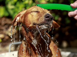 Dog enjoying having a bath