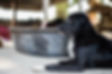 A black dog sitting at the healing centre