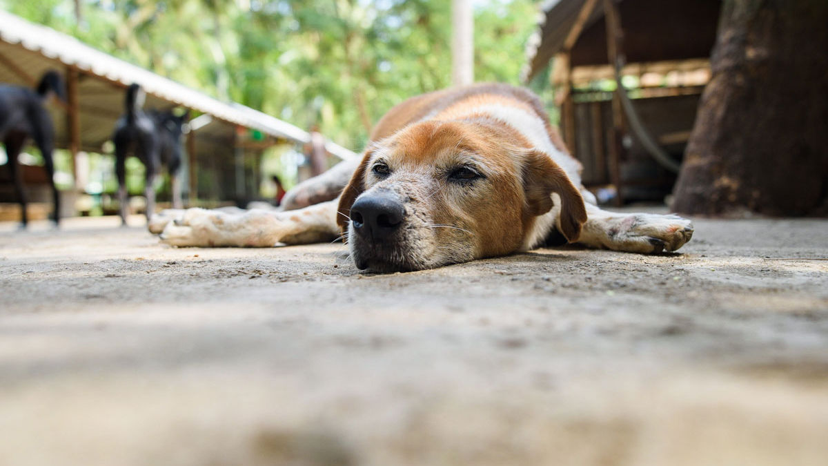 Exhausted old dog